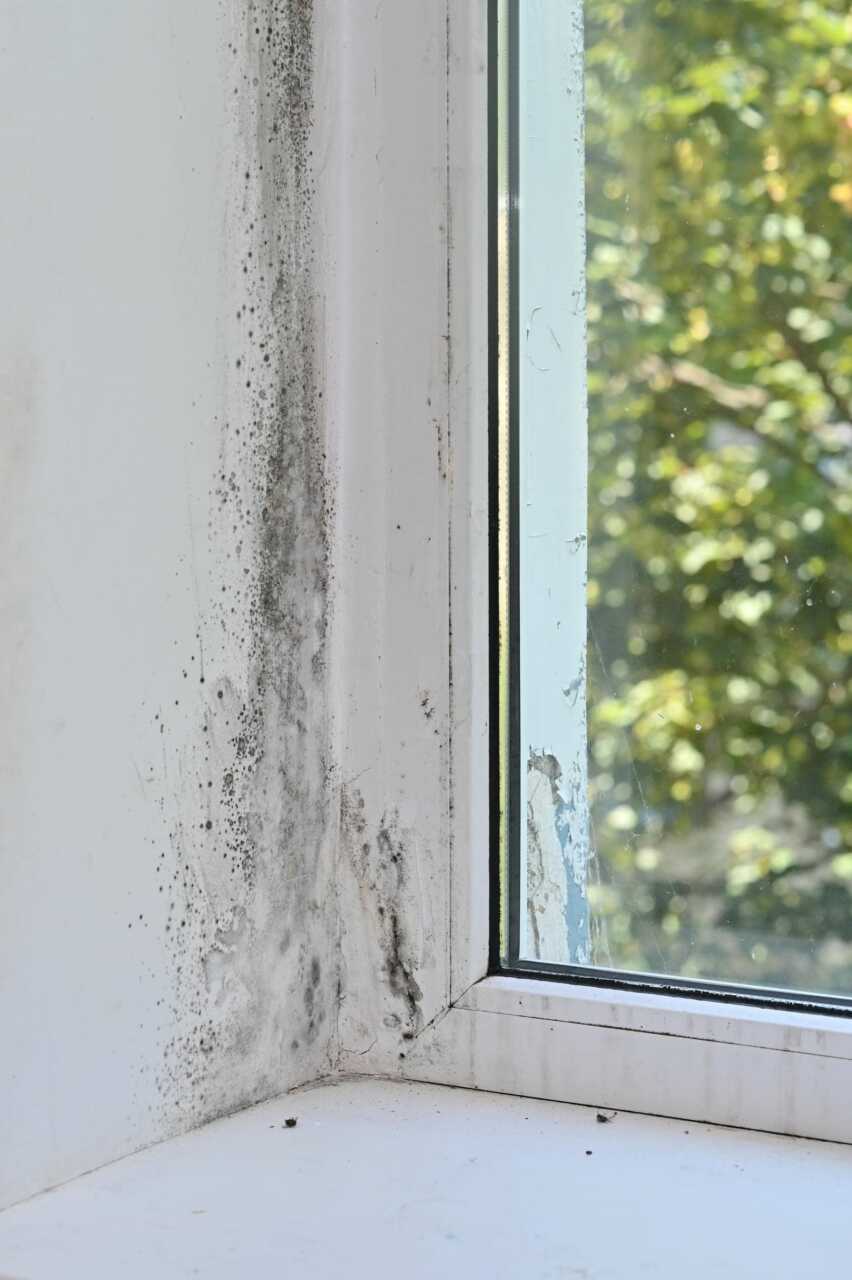 Black mold growing on the corner wall and window frame near a window.