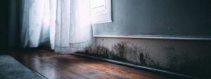 Mold growth along the baseboard of a wall near a window with sheer curtains.