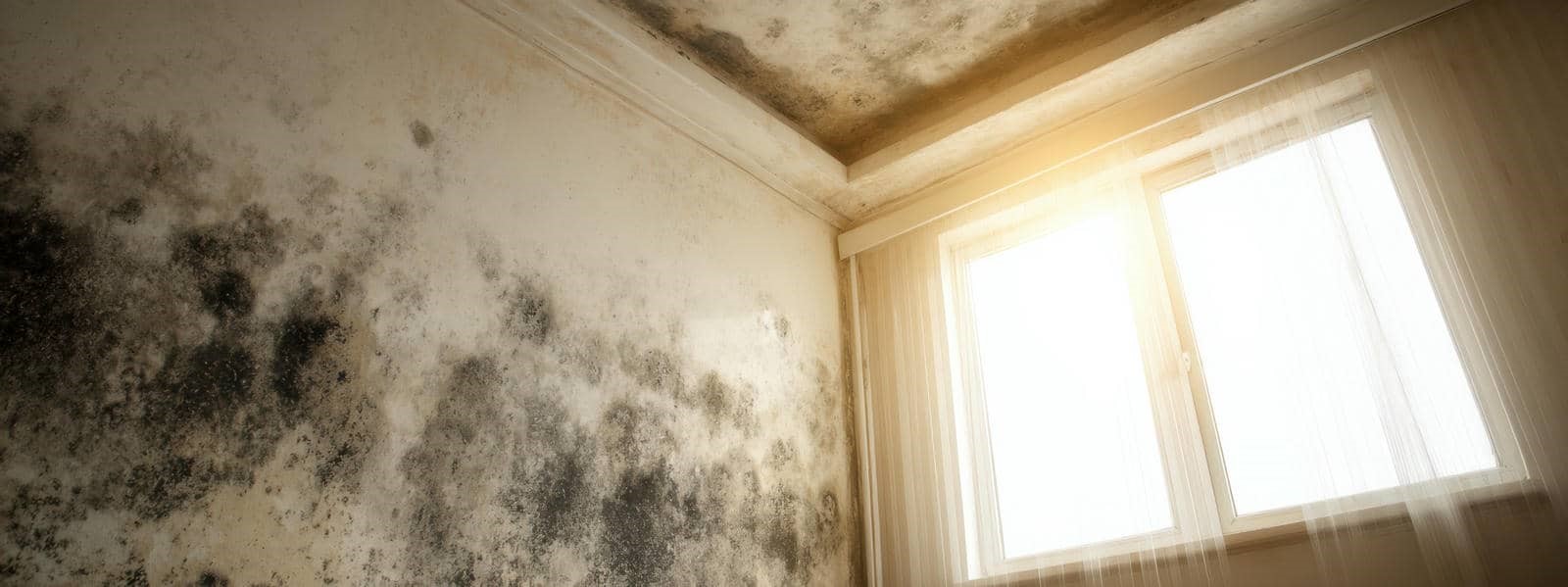 Wall and ceiling with extensive black mold near a window with sheer curtains and sunlight.