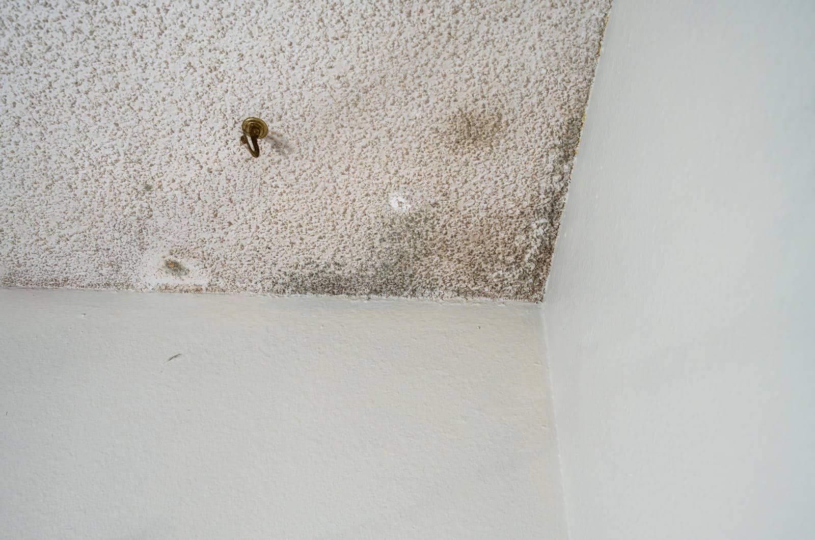 Top 10 Tips for Water Damage and Mold Cleanup