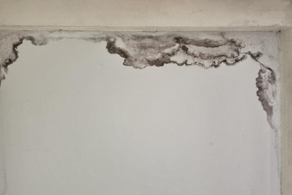 Comprehensive Solutions for Black Mold Removal