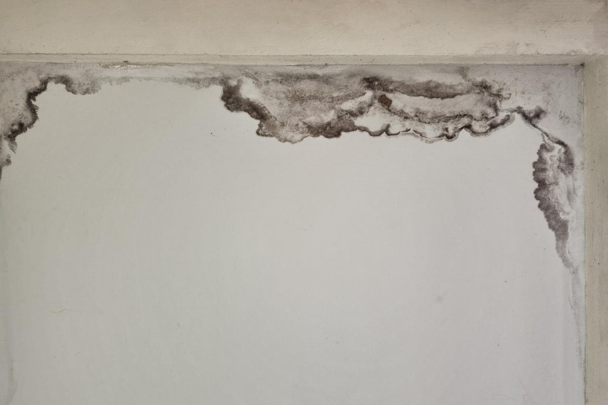 Comprehensive Solutions for Black Mold Removal