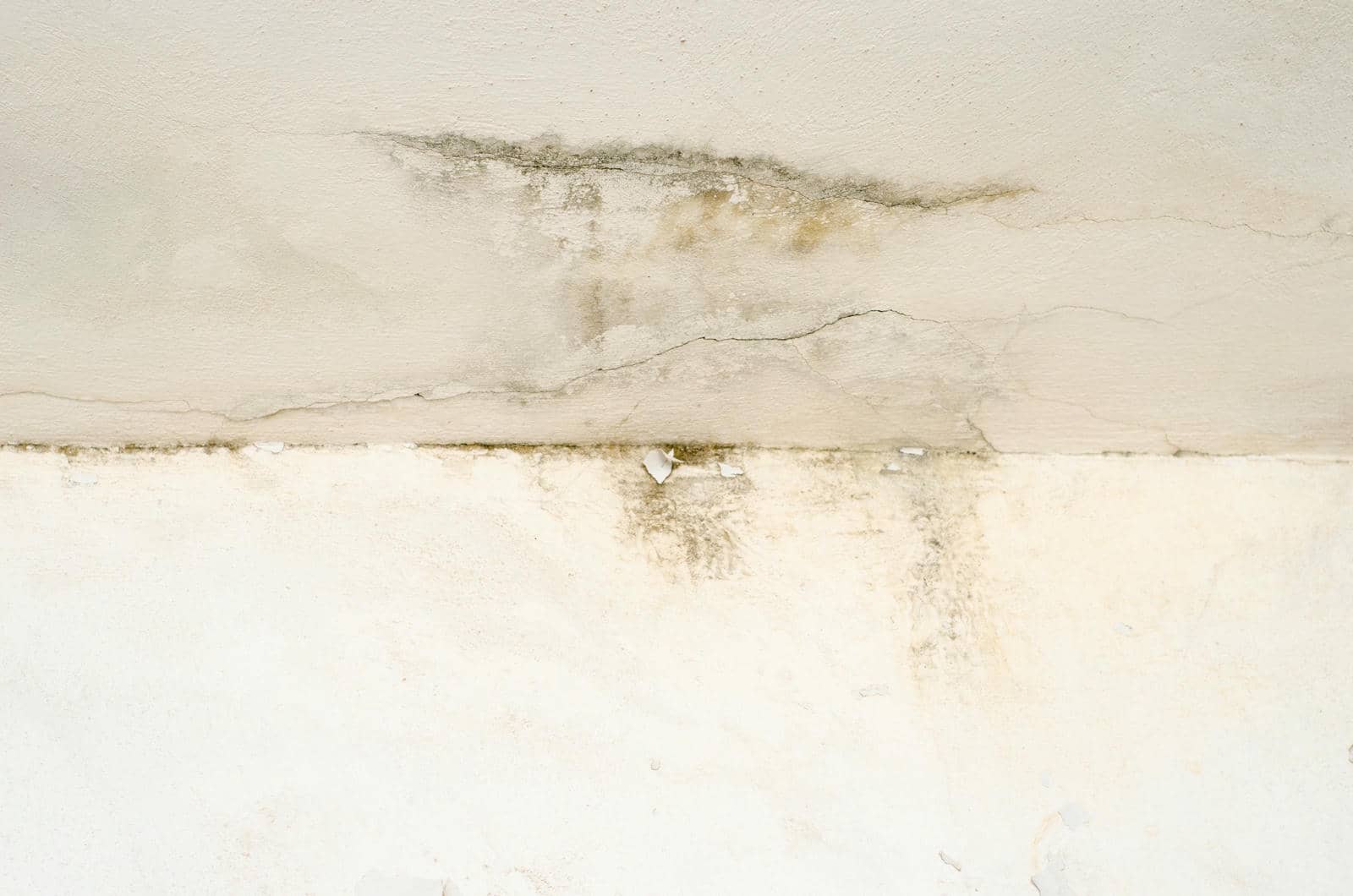 Guide to Mold Cleanup and Water Damage Repair