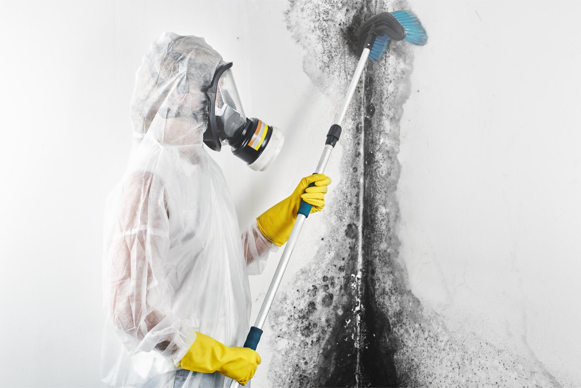 5 Essential Tips for Professional Mold Remediation