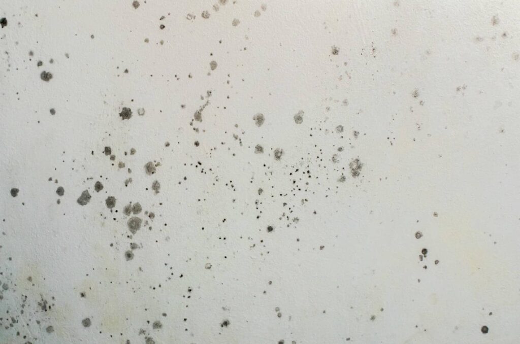 How to Remove Black Mold After Water Damage