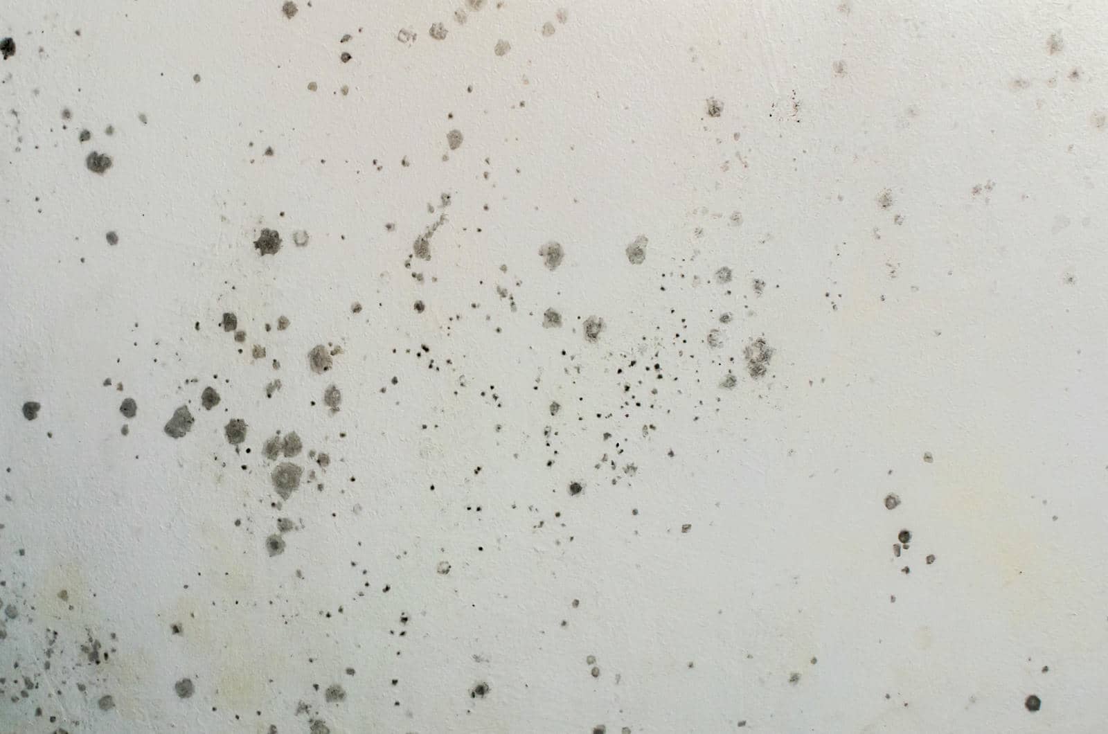 How to Remove Black Mold After Water Damage