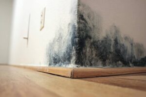 Don't Let Mold Ruin Your Hurricane Recovery