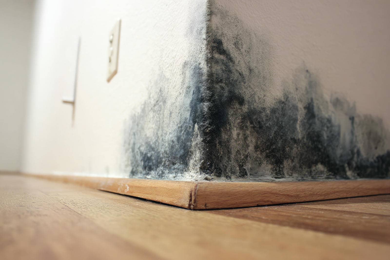 Don't Let Mold Ruin Your Hurricane Recovery