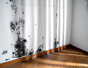 Mold growing on a white wall above a wooden floor.