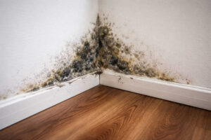 Black mold growing on a damp corner wall above the baseboard.