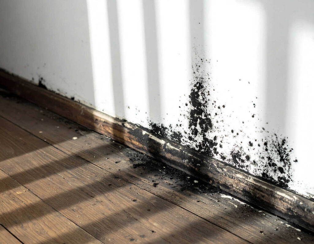 Black mold stains along a wall and baseboard above a wooden floor.
