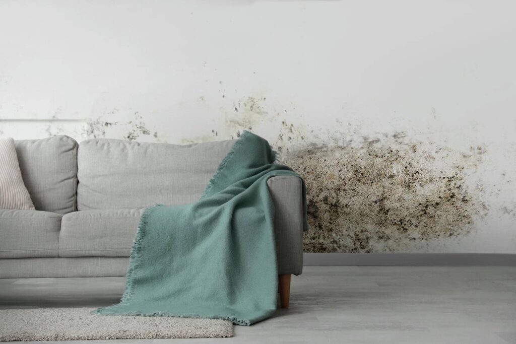 Secrets to Professional Mold Remediation Revealed