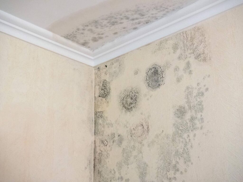 Uncovering Hidden Mold: My Remediation Journey