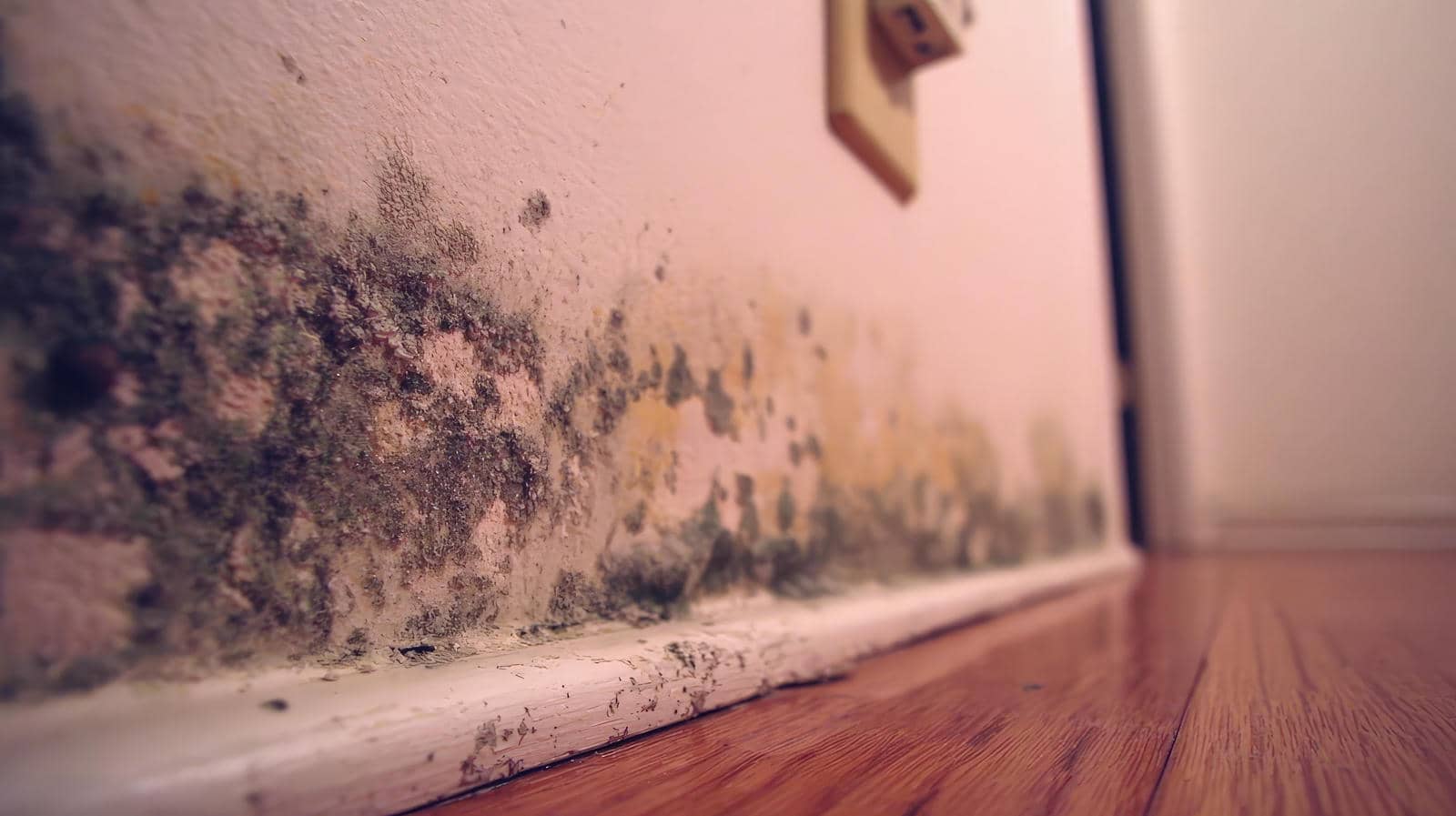 What Are 24/7 Emergency Mold Inspection Services?