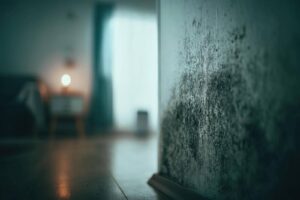 What Are Comprehensive Black Mold Removal Services?