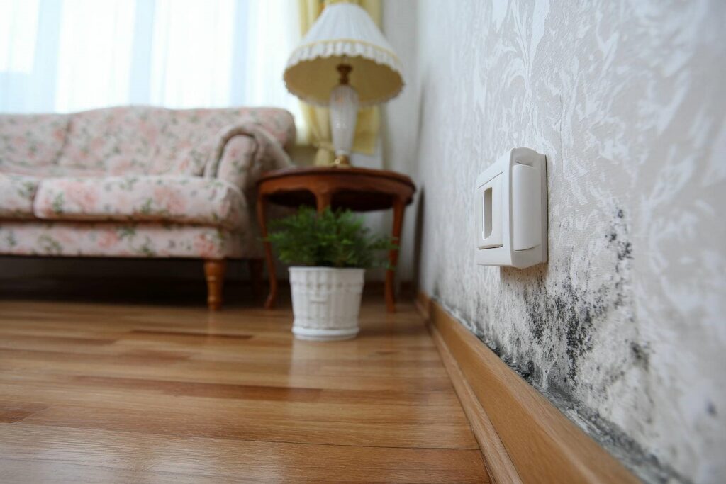 Black mold growing on a patterned wall near a white electrical outlet in a living room.