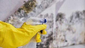 3 Budget-Friendly Tips for Mold Remediation