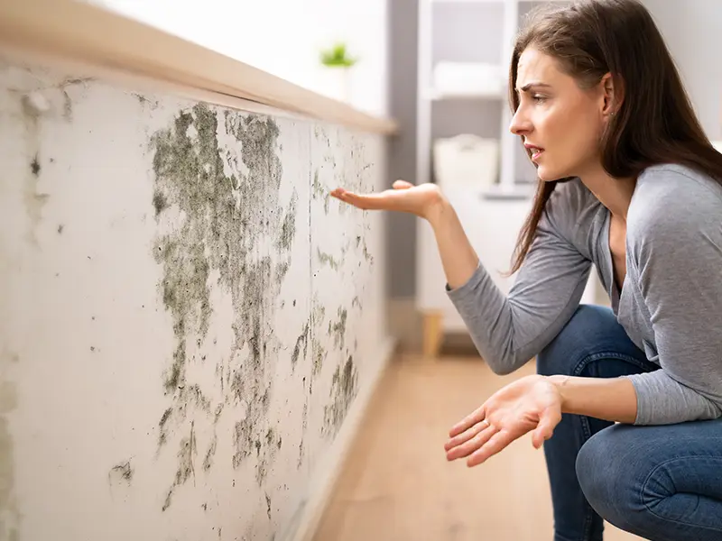 Mold remediation services